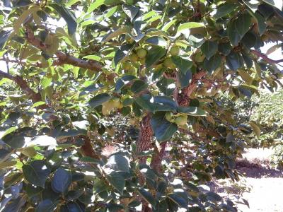 Caquis tratados con productos EDYPRO Caquis tratados con productos EDYPRO