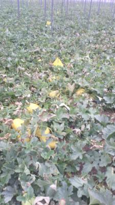 Melon amarillo Cheste tratado con productos biotecnologicos