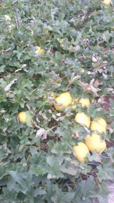Melon amarillo Cheste tratado con productos biotecnologicos