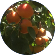 Cultivo de Albaricoque