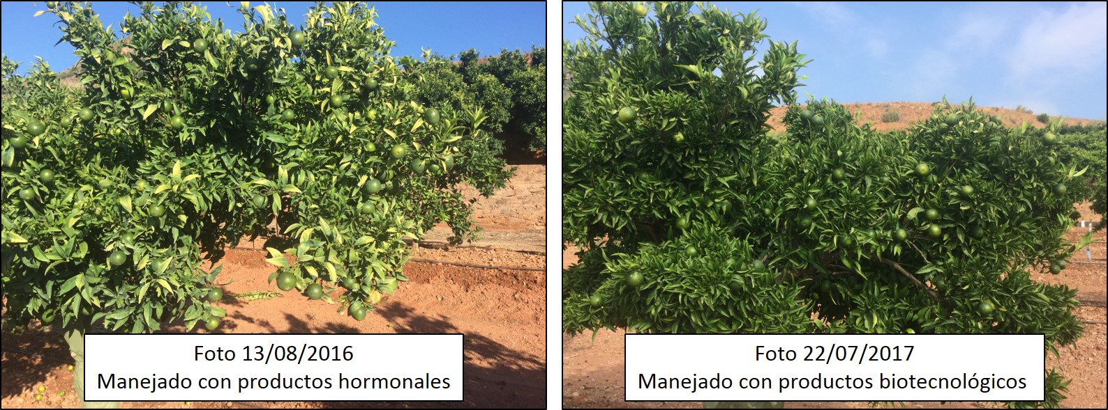 Comparación de la mejora del arbol y el calibre en cítricos tratados con la biotecnología