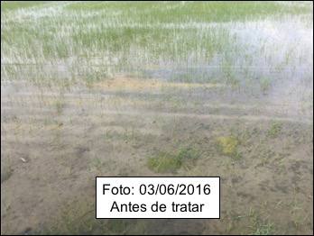 Arroz Furia CL antes de tratar