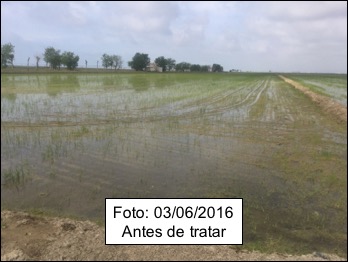 Arroz Guara antes de tratar