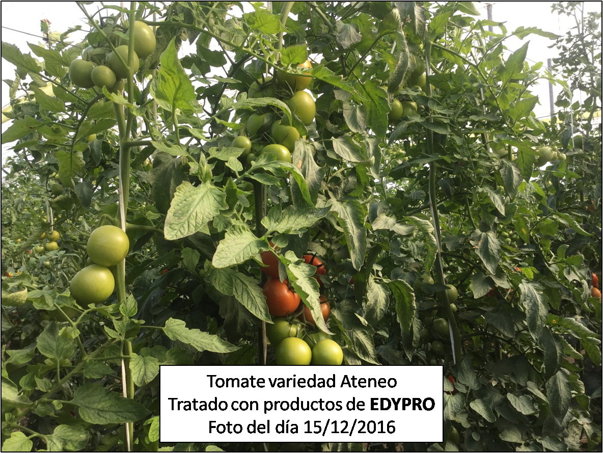 Tomate tratado con productos EDYPRO
