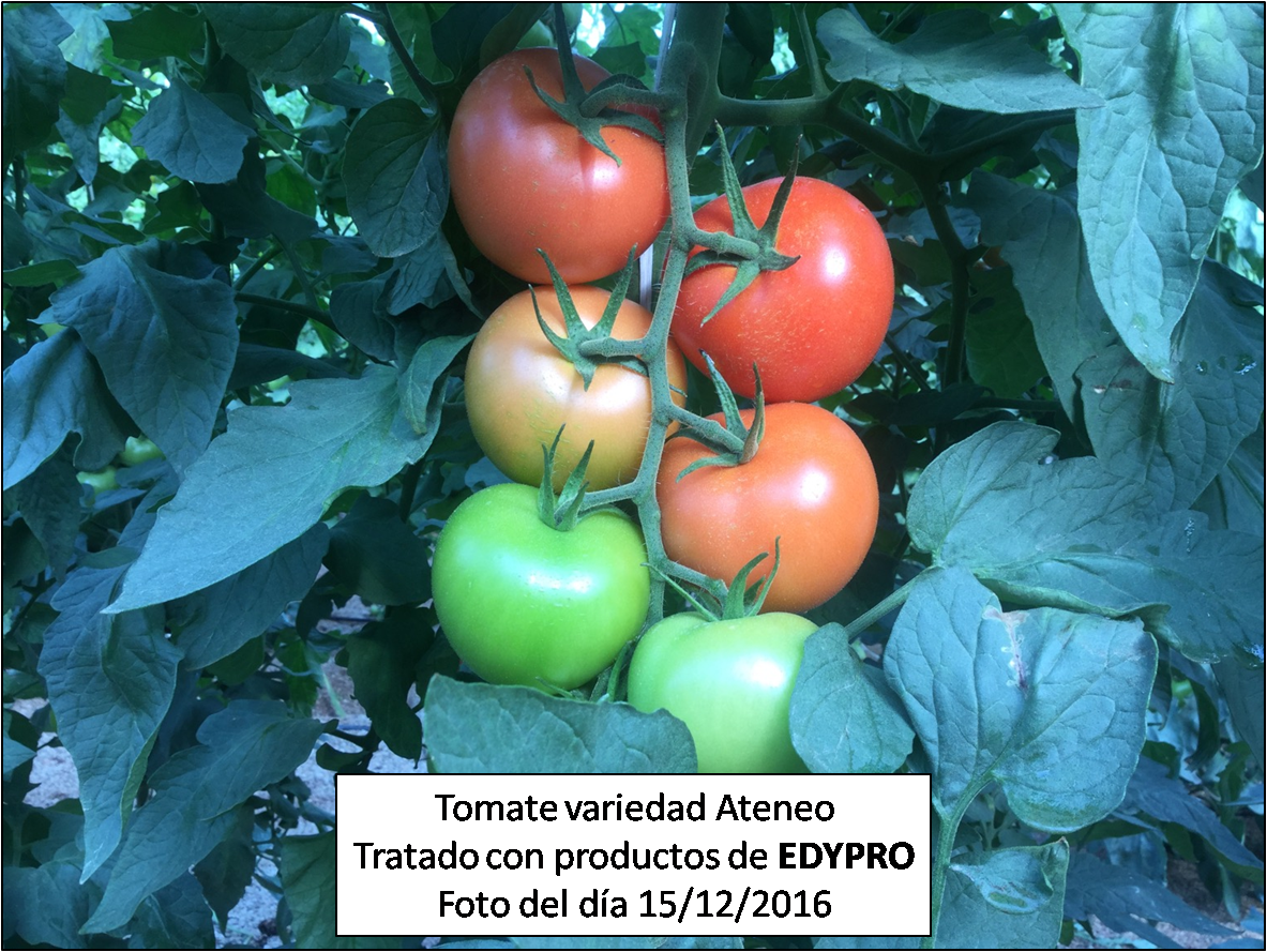 Tomate tratado con productos EDYPRO