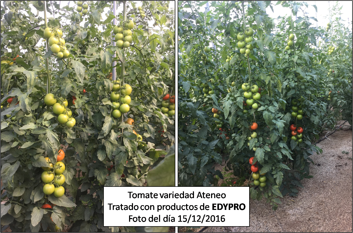 Tomate tratado con productos EDYPRO
