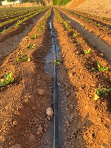 edypro humectante campo cultivo espinacas