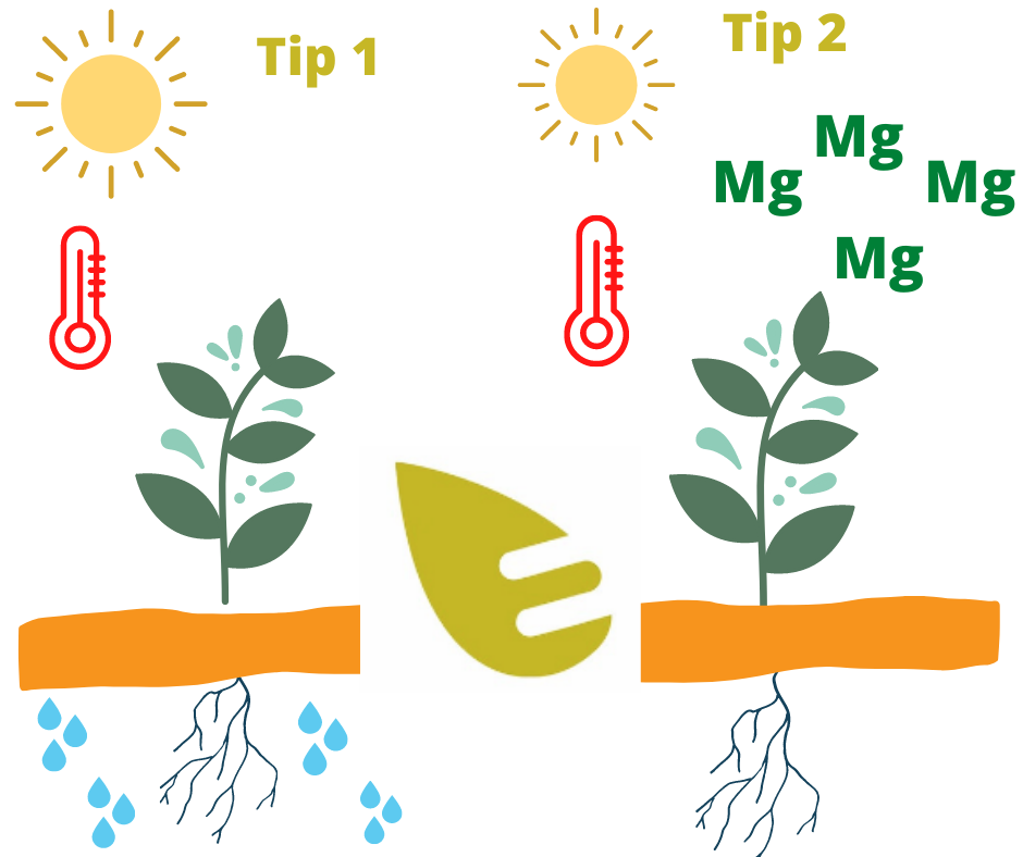 altas temperaturas cultivos calor edypro