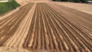 edypro humectante campo cultivo espinacas