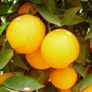 EDYMAG Solución de Nitrato Magnésico