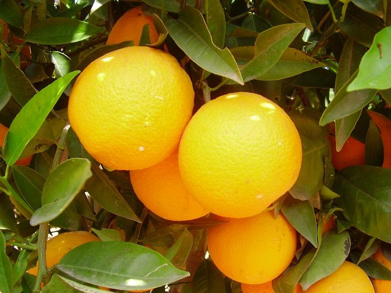 EDYMAG Solución de Nitrato Magnésico