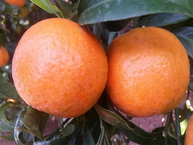 MADUR FRUIT FOLIAR