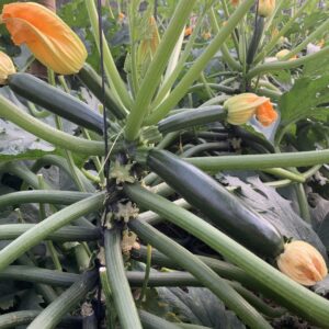 COUPÉ REGENERACIÓN Plus