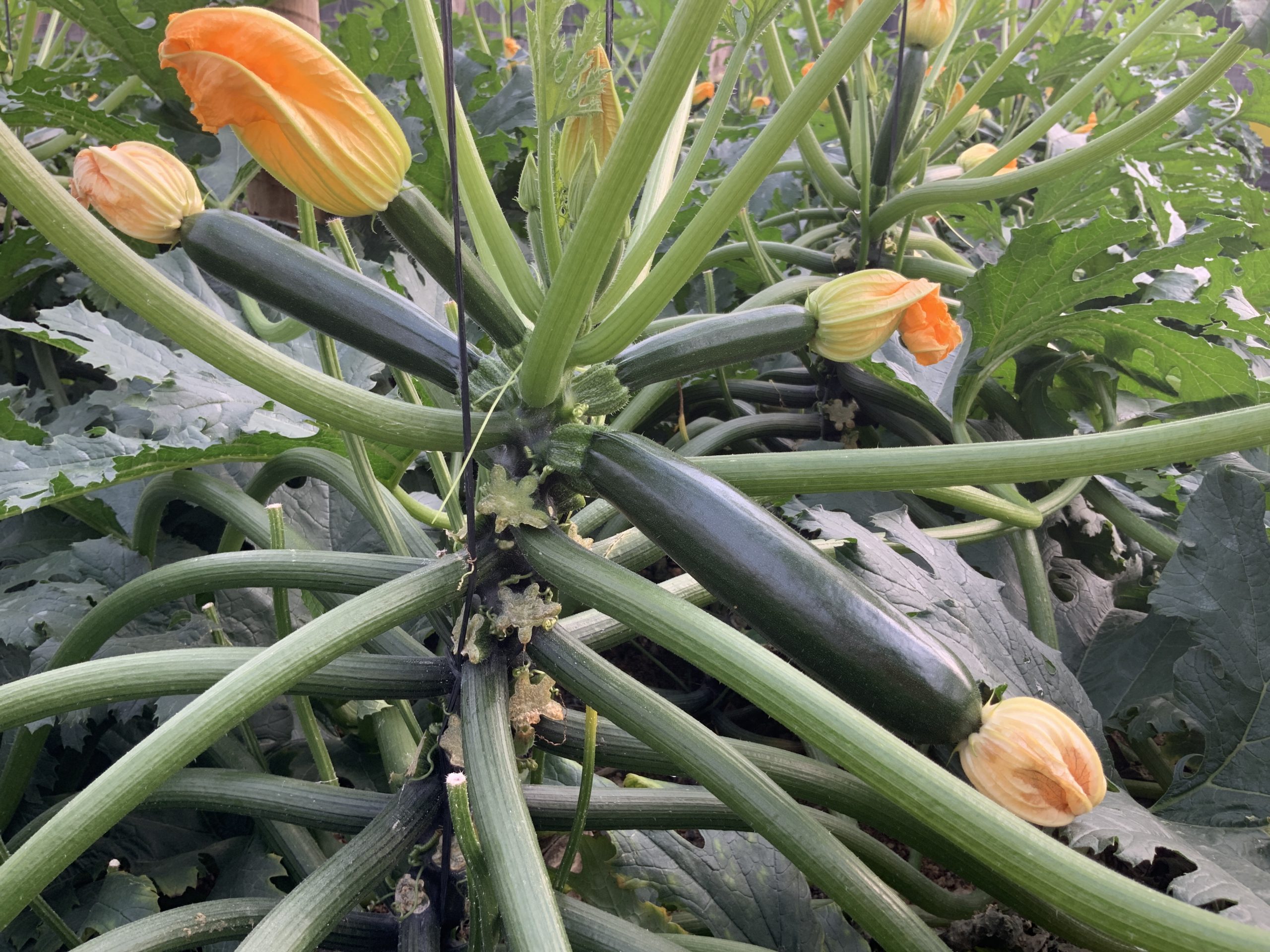 COUPÉ REGENERACIÓN Plus