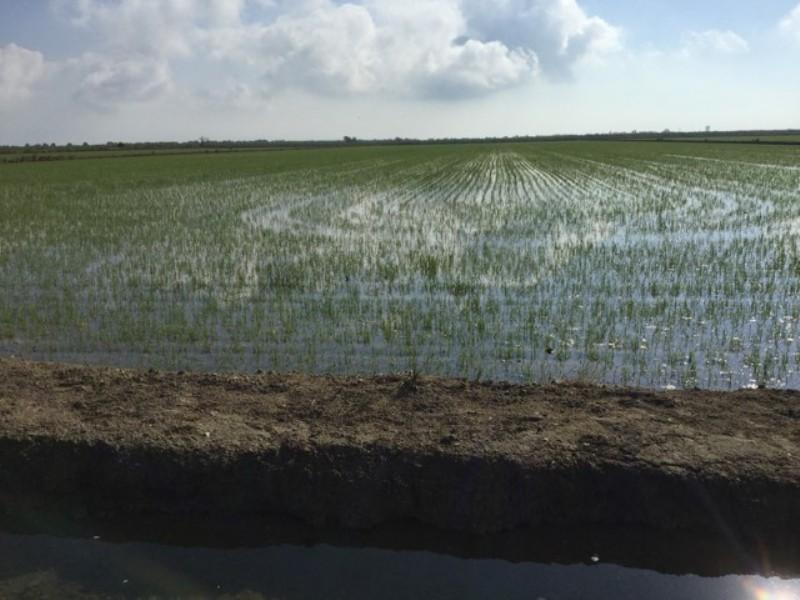 ROOT RICE - Imagen 4