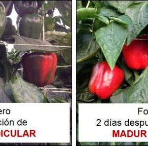 MADUR FRUIT RADICULAR