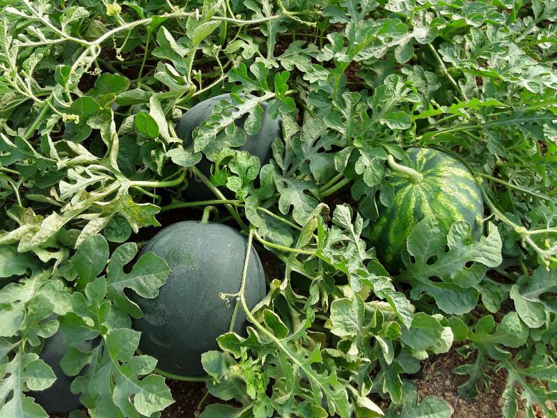 EDYFRUIT ENGORDE RADICULAR