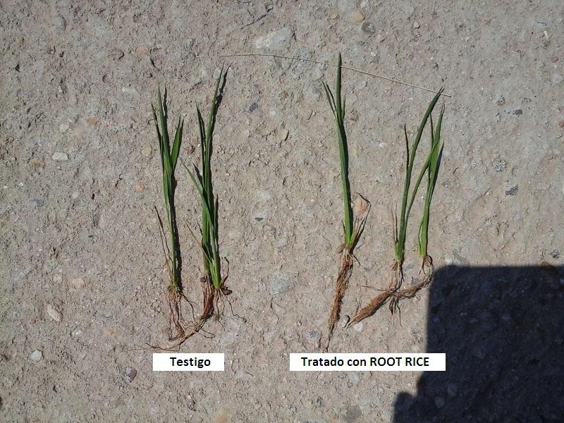 ROOT RICE - Imagen 3