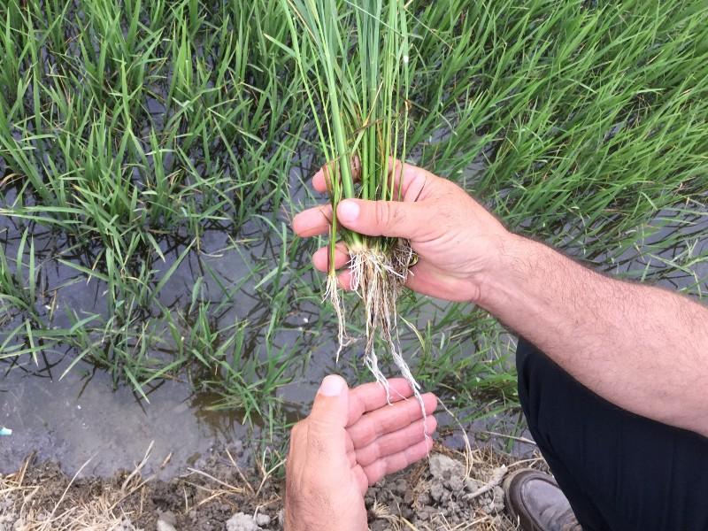 ROOT RICE - Imagen 5