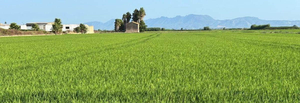 Arroz Regina