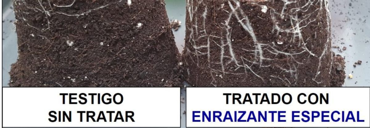 Enraizante especial