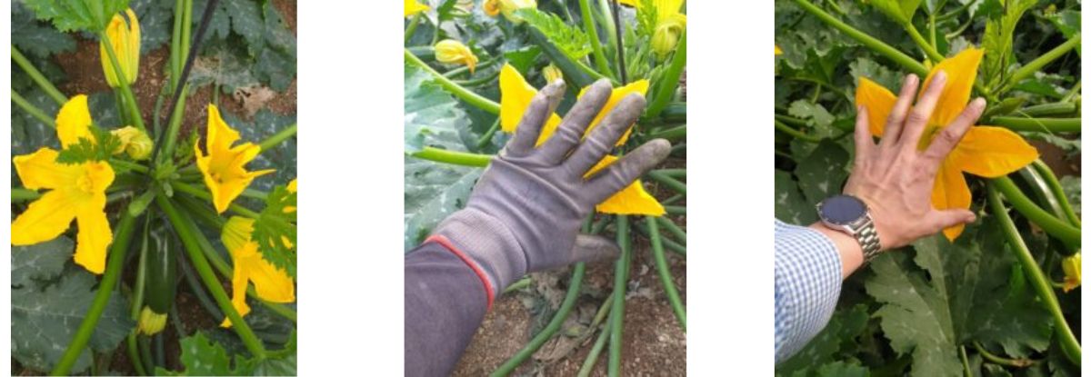 Extracuaje Calabacín