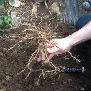 BIDESINFECCIÓN PLUS