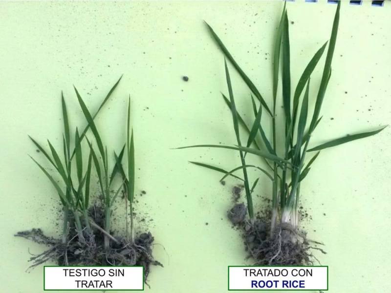 ROOT RICE - Imagen 2