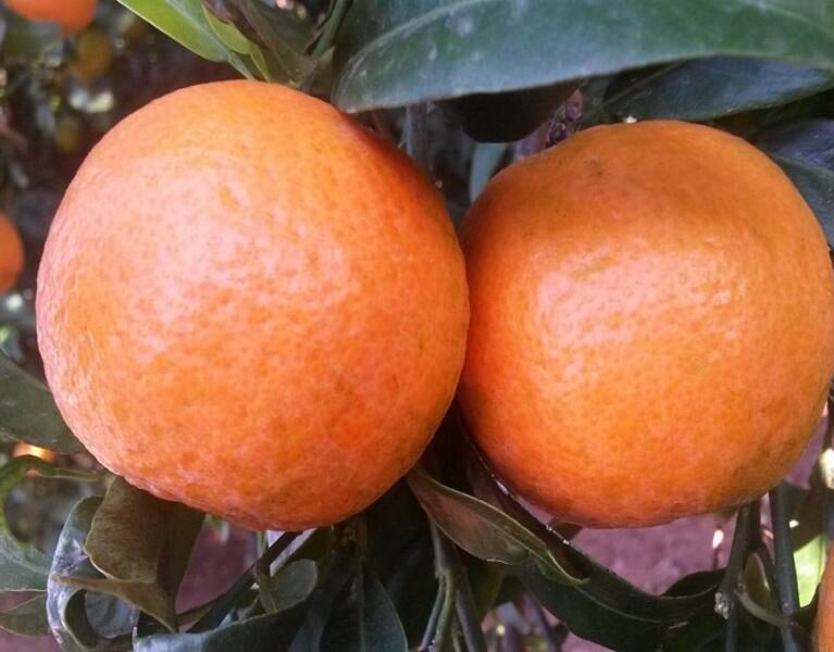 MADUR FRUIT FOLIAR
