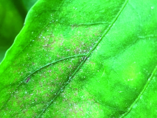 ACRAMIL