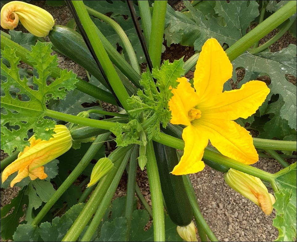 HORTIGROS