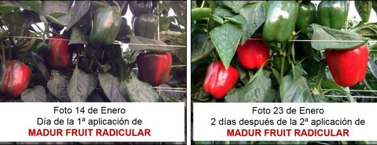 MADUR FRUIT RADICULAR