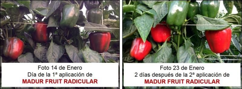 MADUR FRUIT RADICULAR