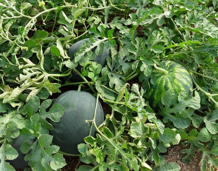 EDYFRUIT ENGORDE RADICULAR