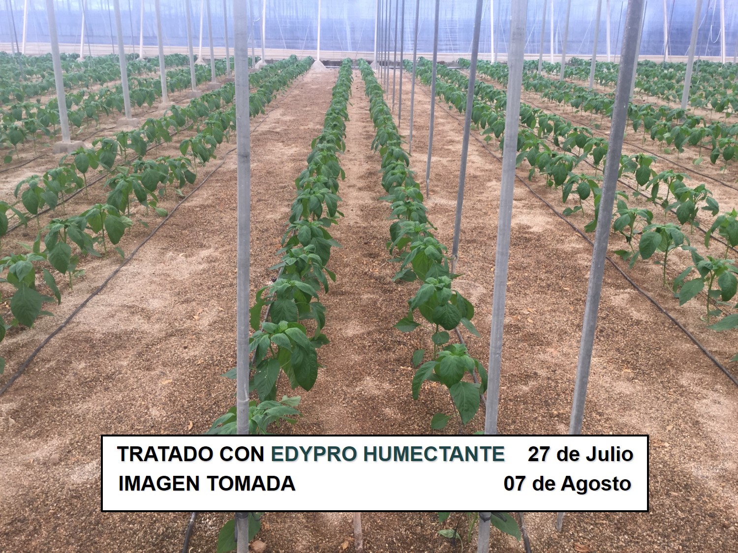 EDYPRO HUMECTANTE