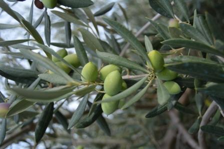 MAX QUALITY - engorde precoz