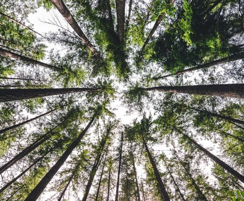 medio ambiente