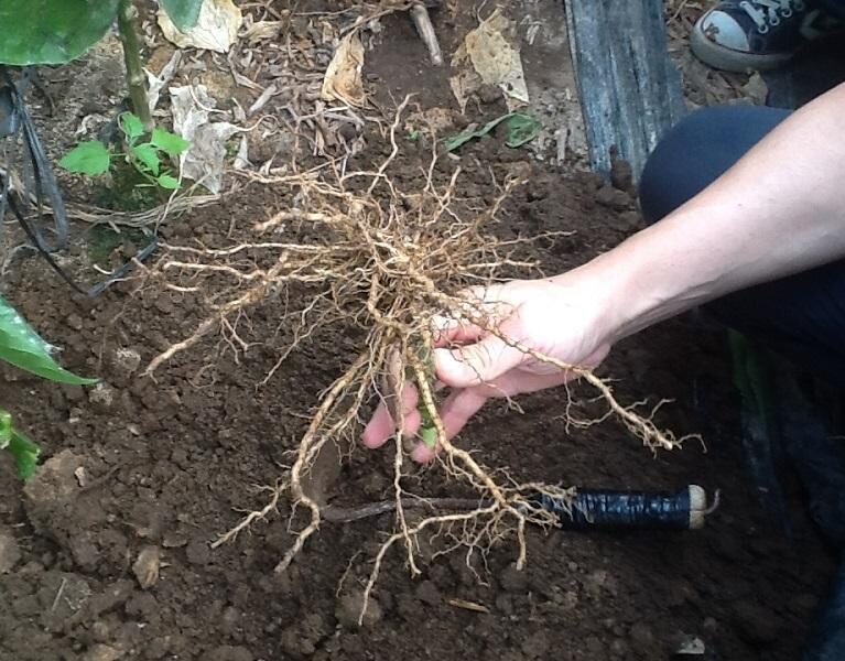 BIDESINFECCIÓN PLUS